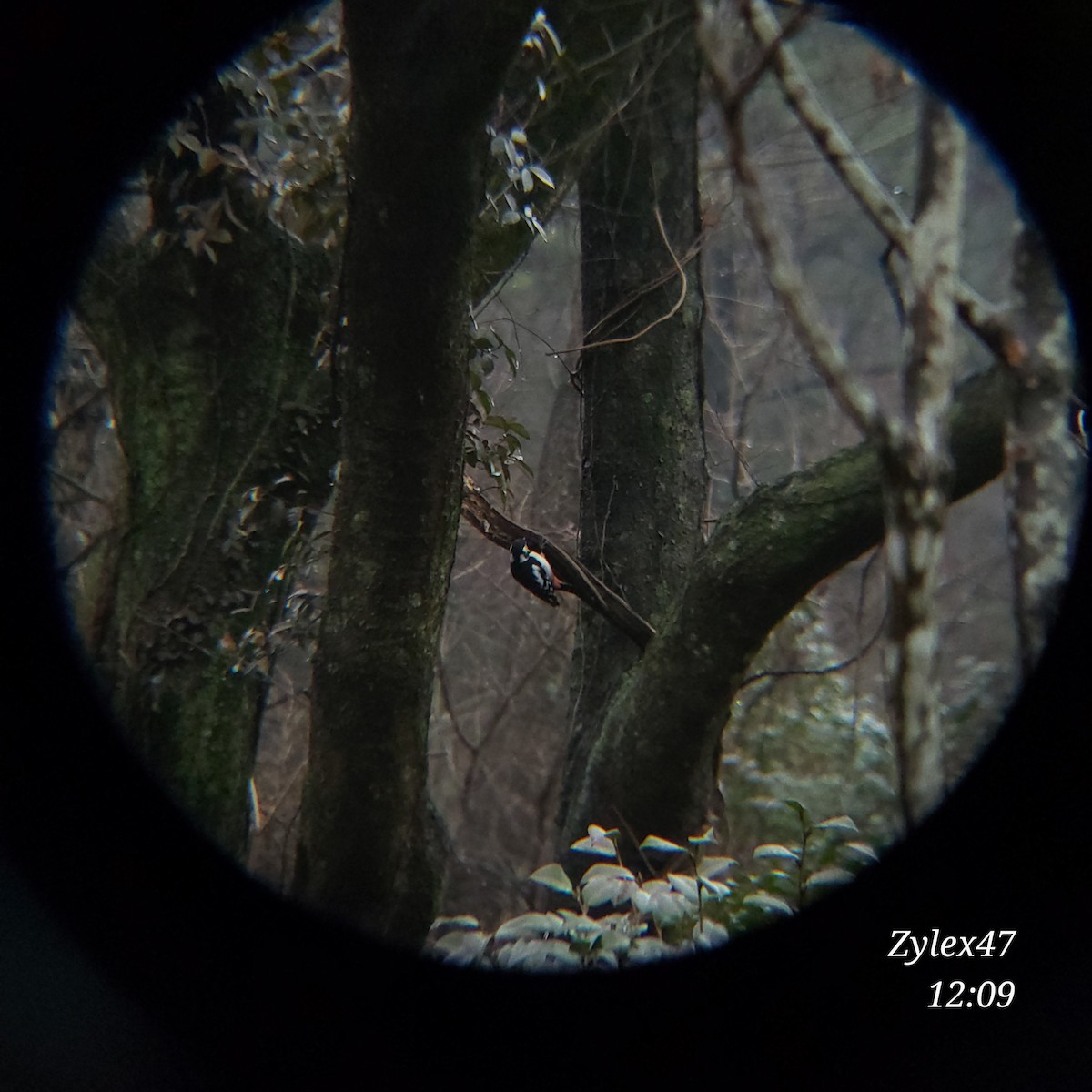 Great Spotted Woodpecker - ML615085469