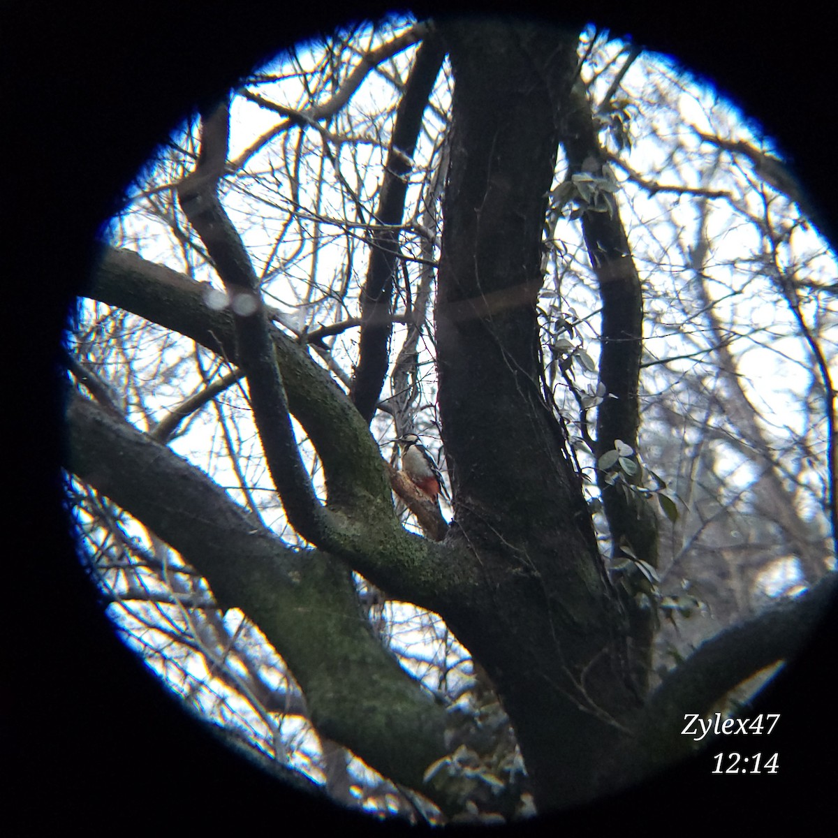 Great Spotted Woodpecker - ML615085470