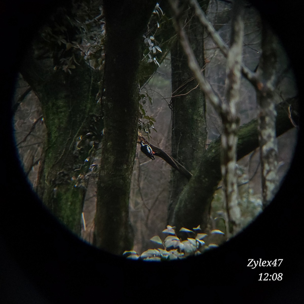 Great Spotted Woodpecker - ML615085471
