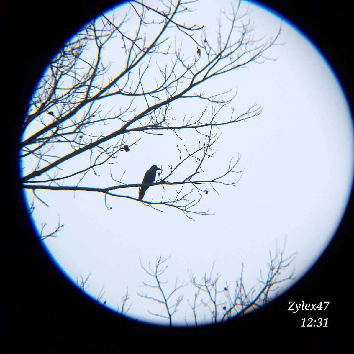 Large-billed Crow - ML615085503
