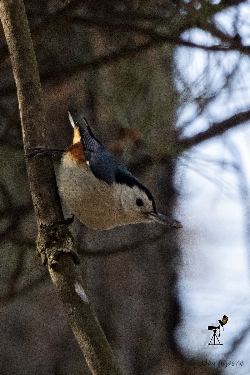 White-cheeked Nuthatch - ML615085637