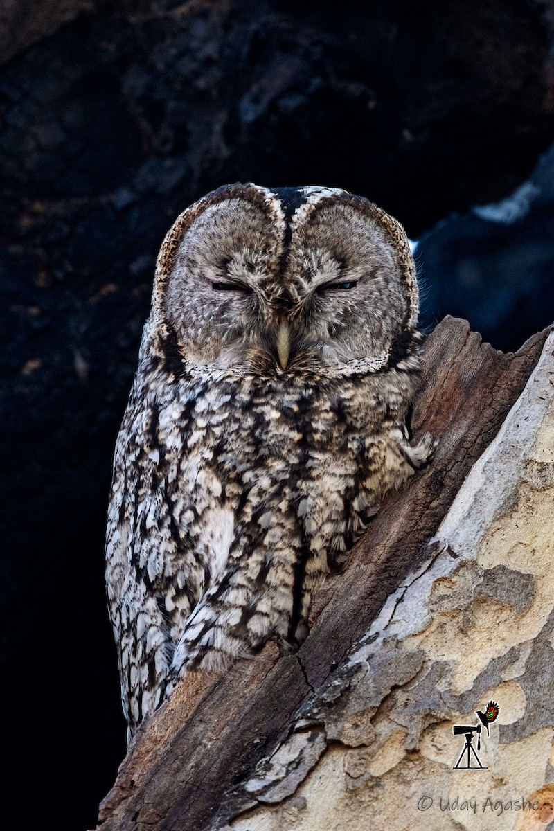 Tawny Owl - ML615085645