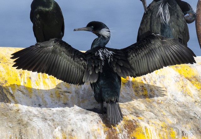 Brandt's Cormorant - eBird