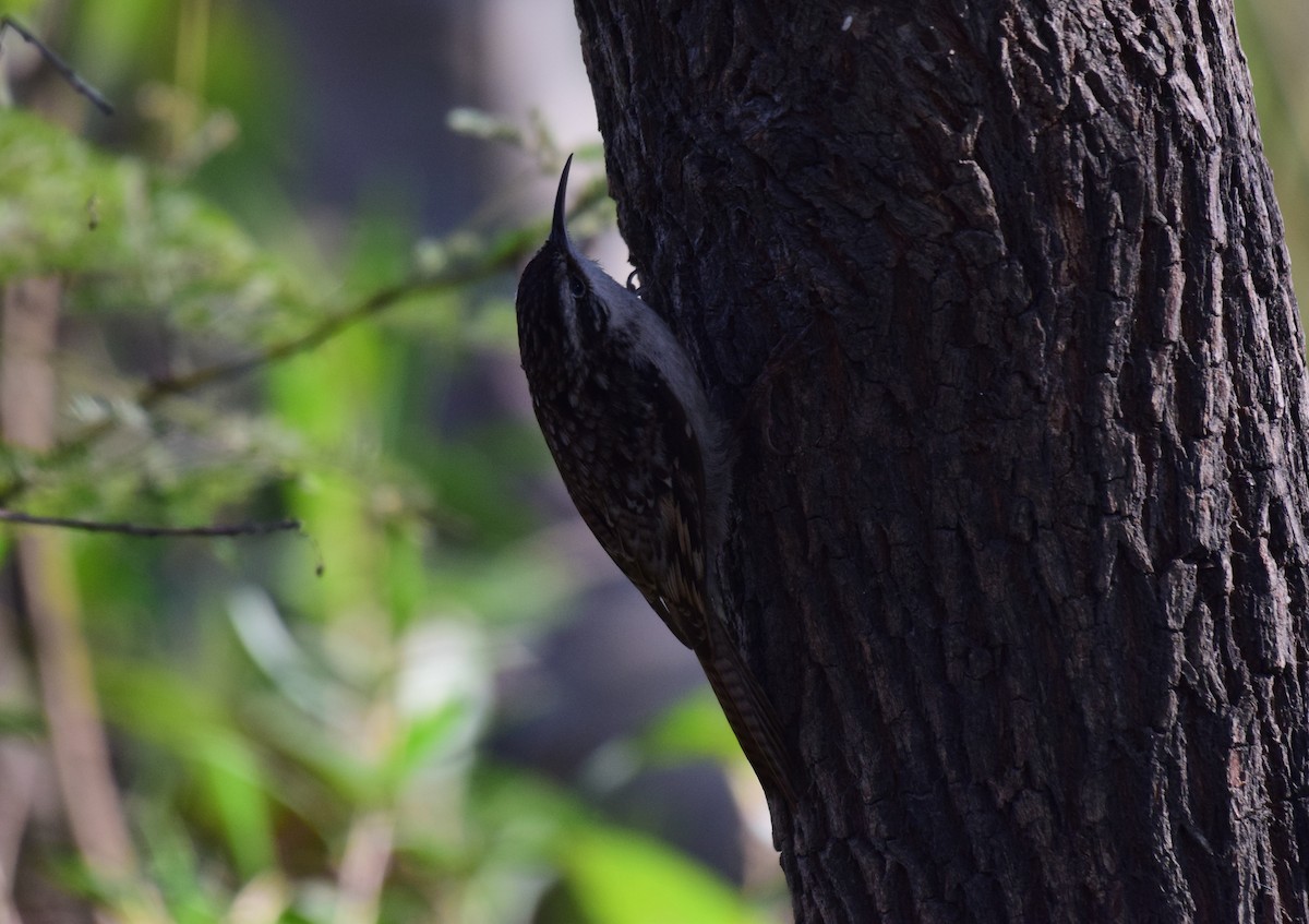 Bar-tailed Treecreeper - Vipin Rao