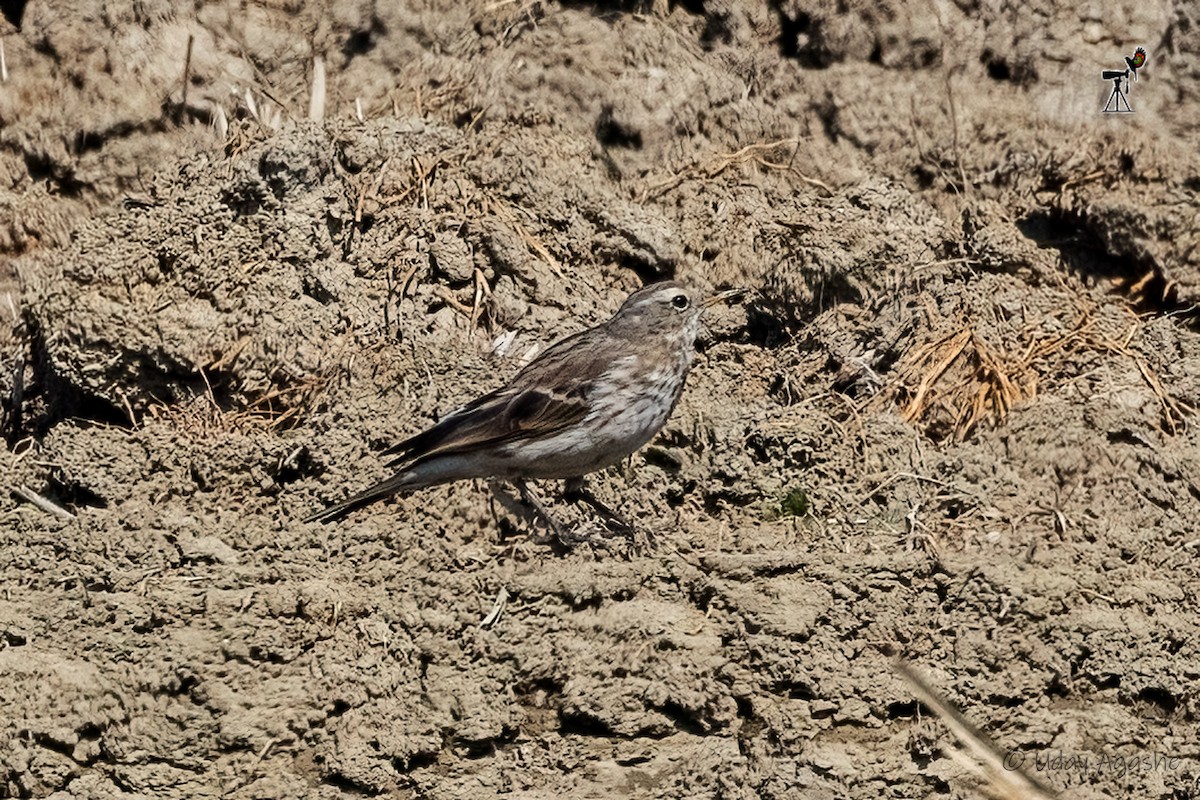 Water Pipit - ML615085800