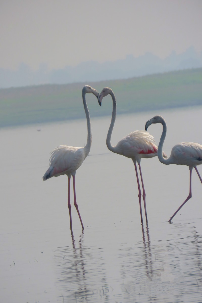 Greater Flamingo - ML615085895