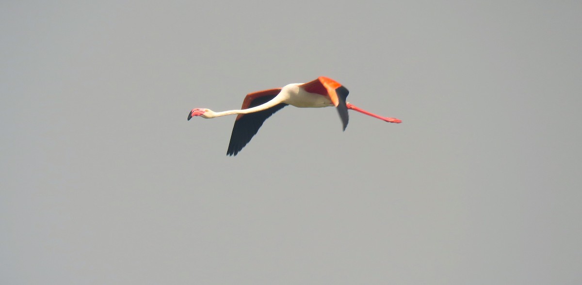 Greater Flamingo - ML615085896