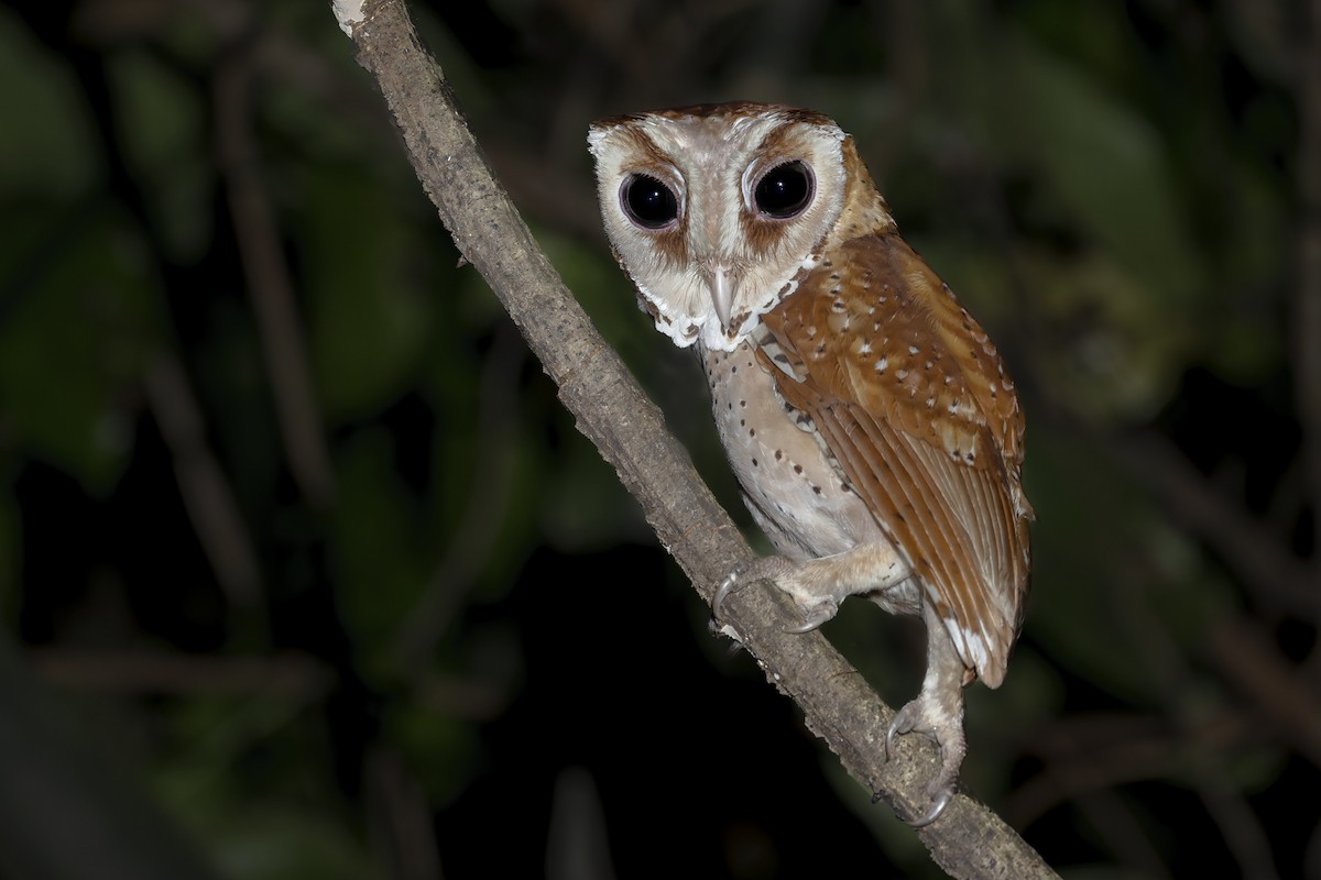 Oriental Bay-Owl - ML615085913