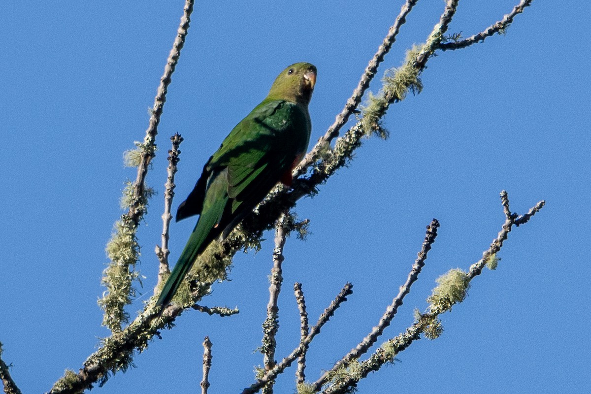 Australian King-Parrot - ML615086019