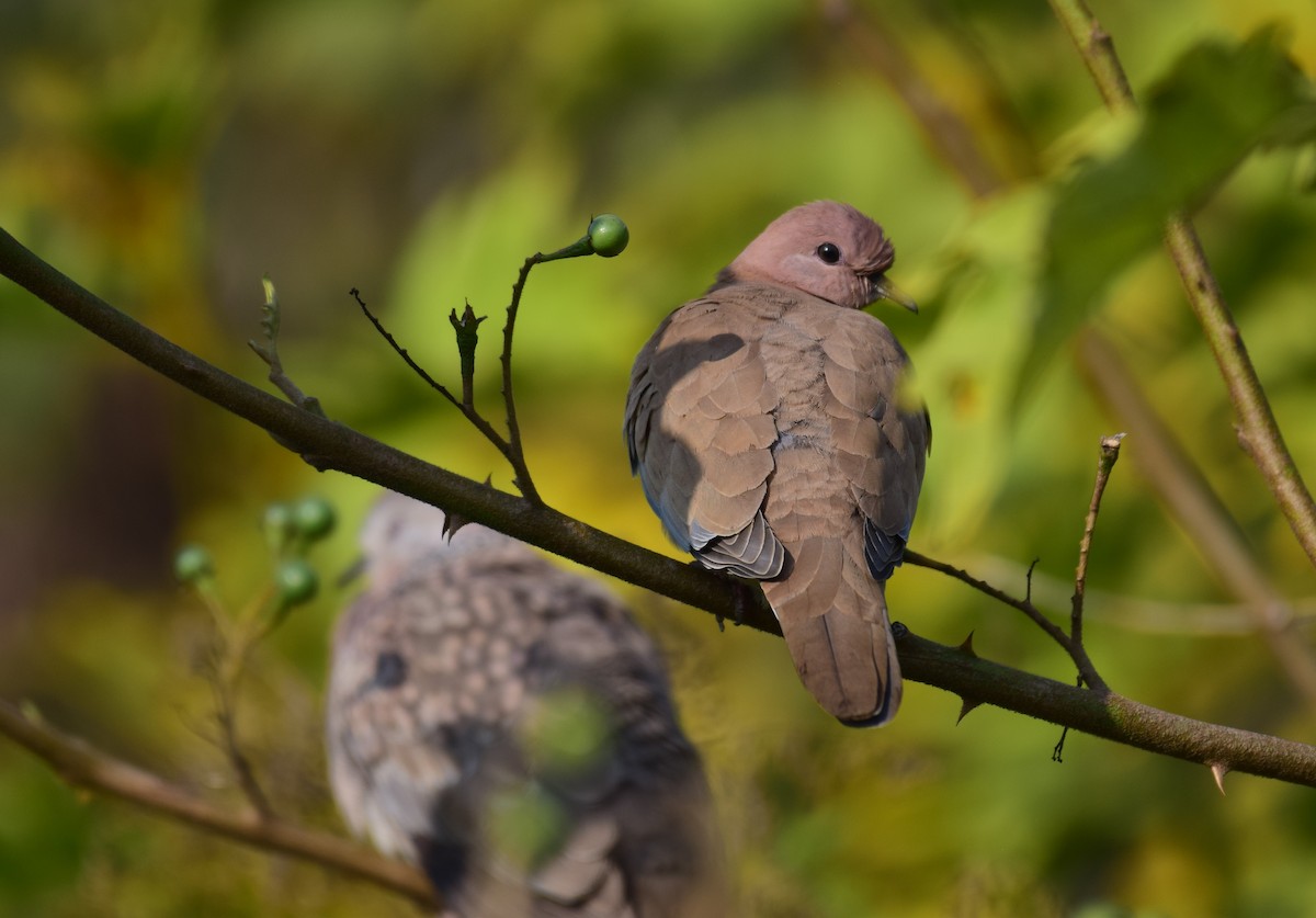 Laughing Dove - ML615086213