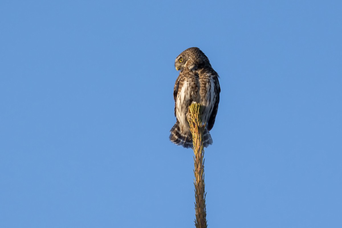 Eurasian Pygmy-Owl - ML615086250