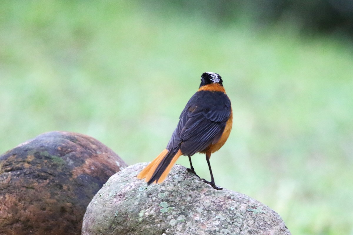 Snowy-crowned Robin-Chat - ML615086591
