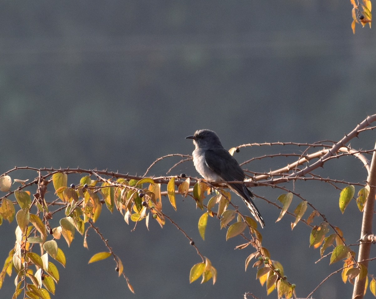 Gray-bellied Cuckoo - ML615086718