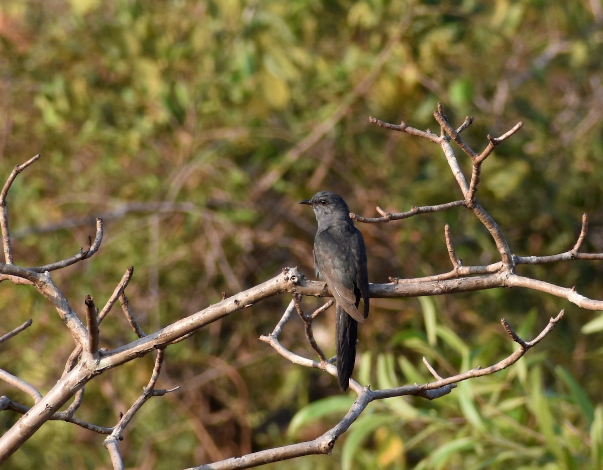 Gray-bellied Cuckoo - ML615086719