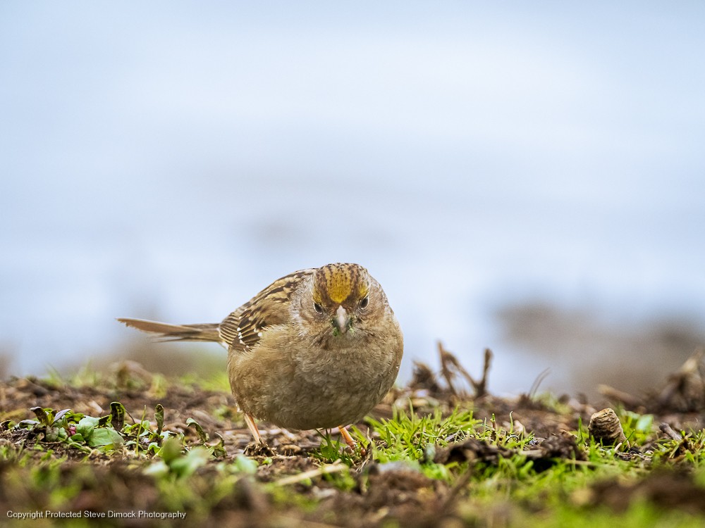 Golden-crowned Sparrow - ML615086955
