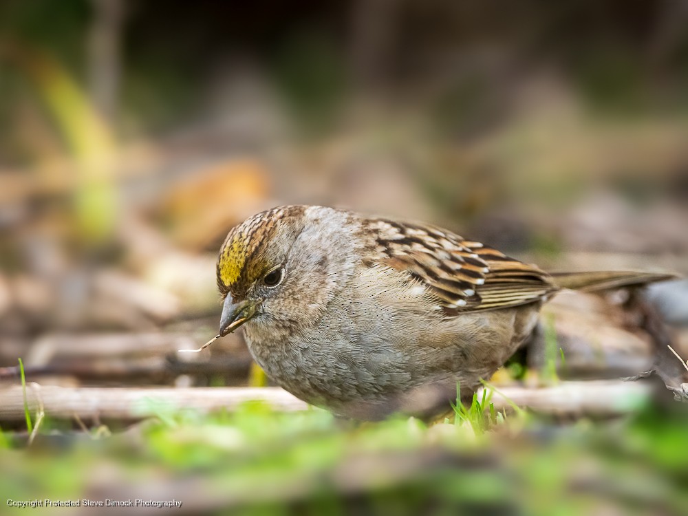 Golden-crowned Sparrow - ML615086956