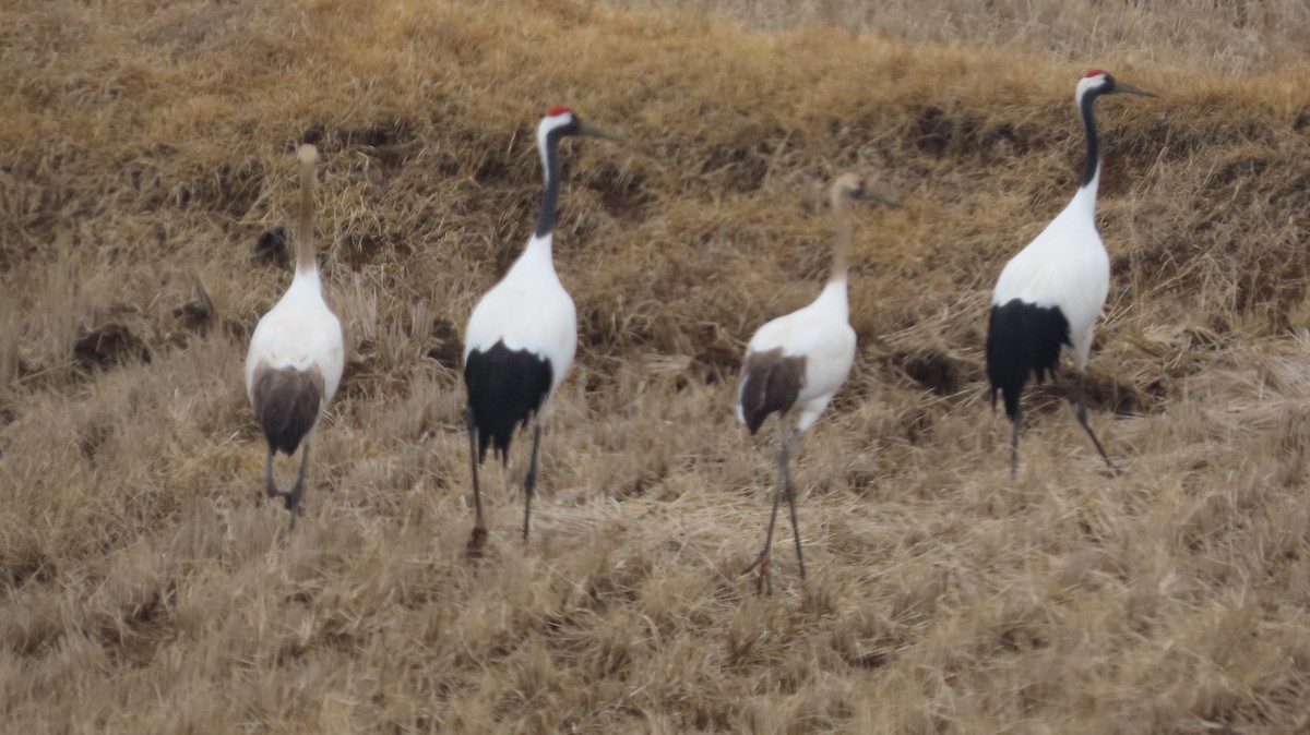 Red-crowned Crane - ML615087123