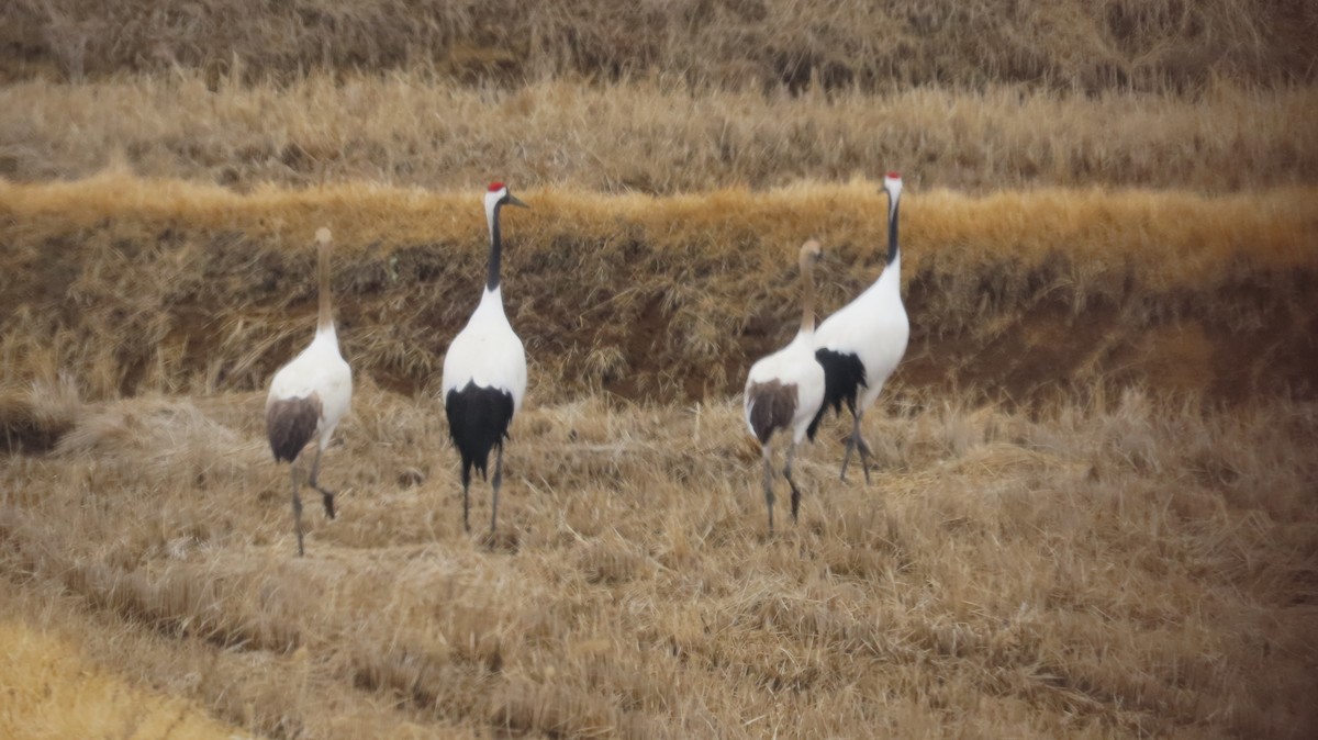 Red-crowned Crane - ML615087124