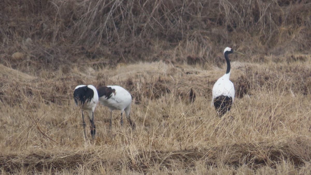Red-crowned Crane - ML615087125
