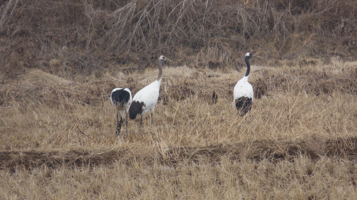 Red-crowned Crane - ML615087126