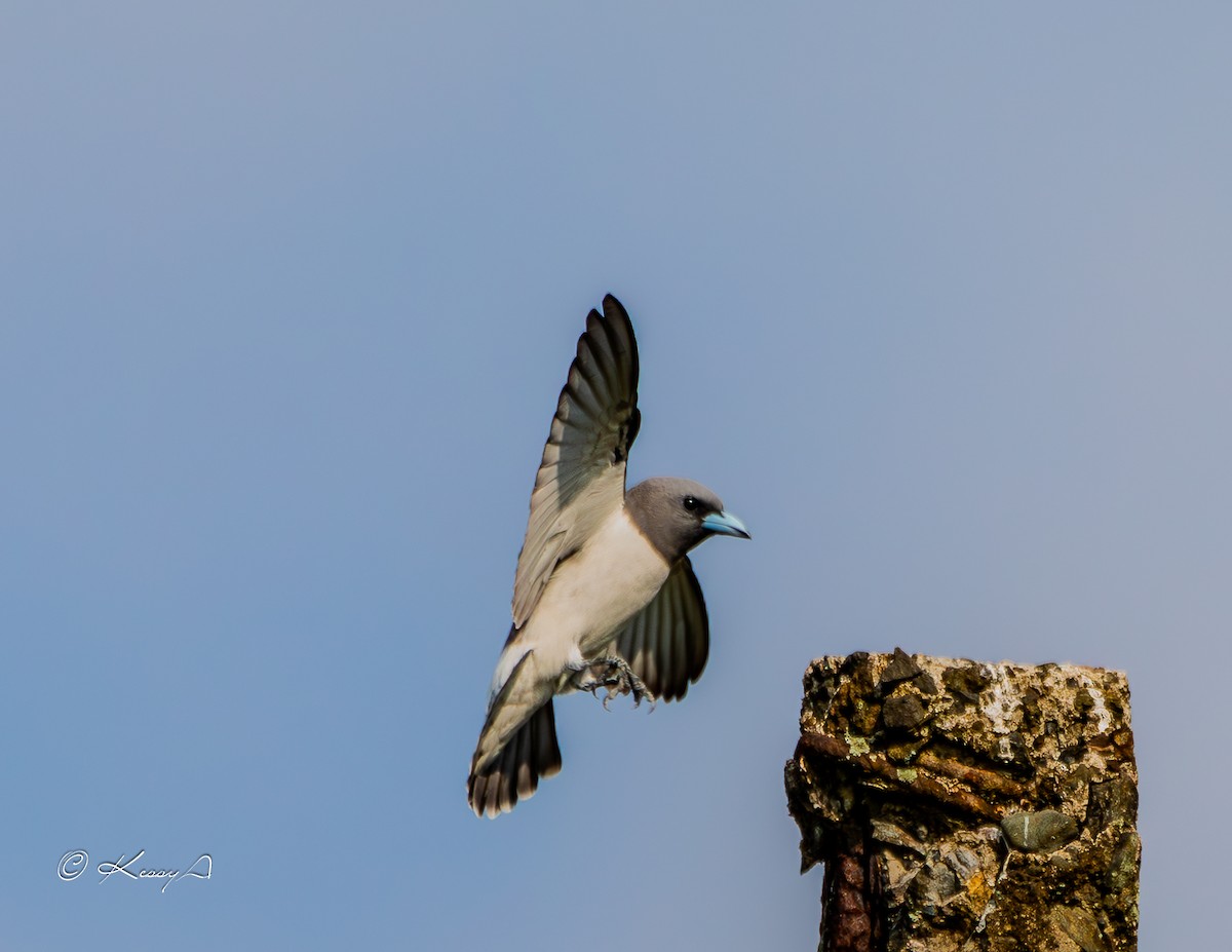 White-breasted Woodswallow - Kessy  George