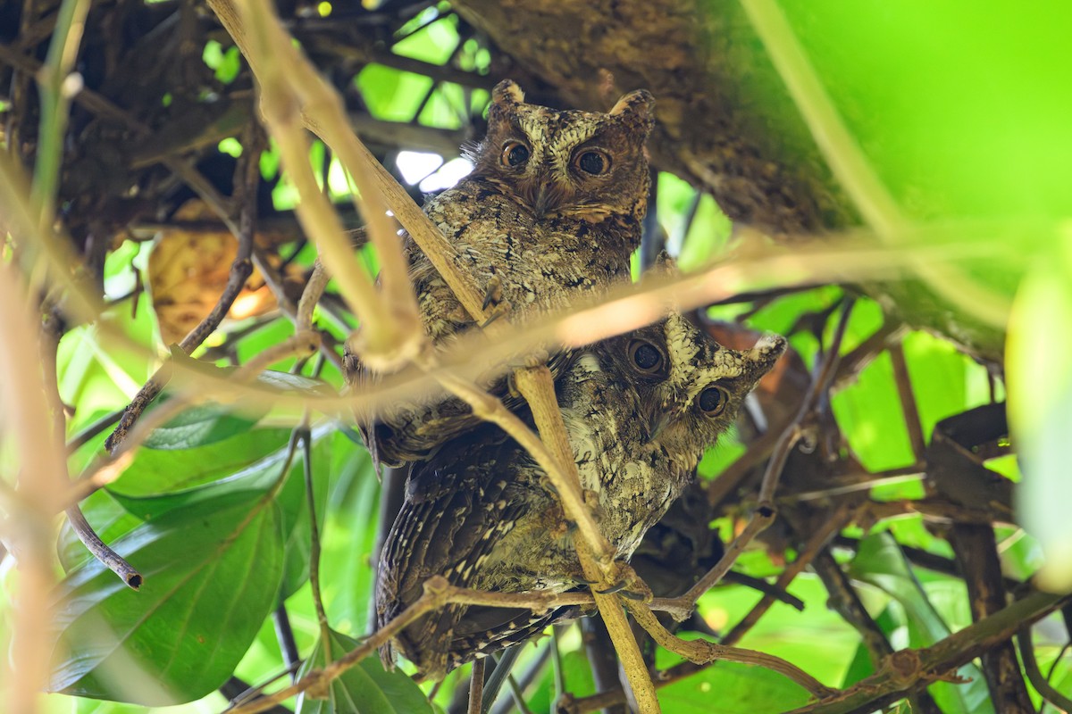 Sulawesi Scops-Owl - ML615087190