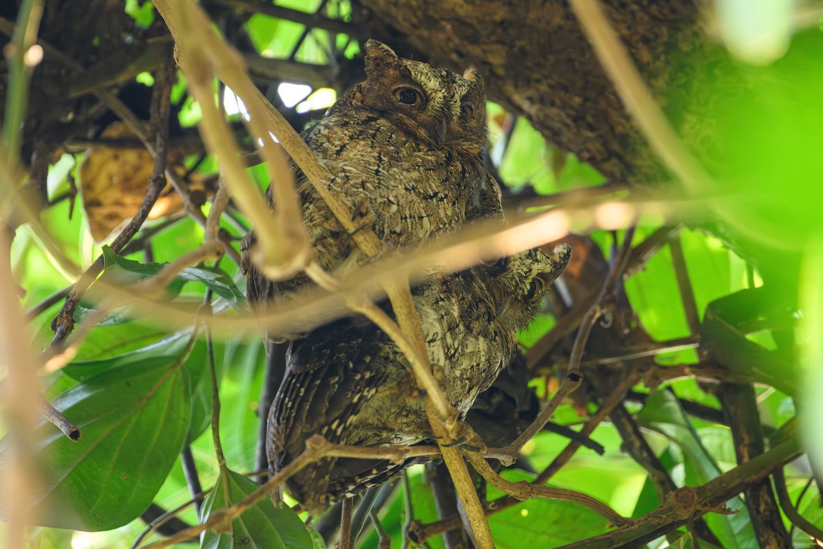 Sulawesi Scops-Owl - ML615087191