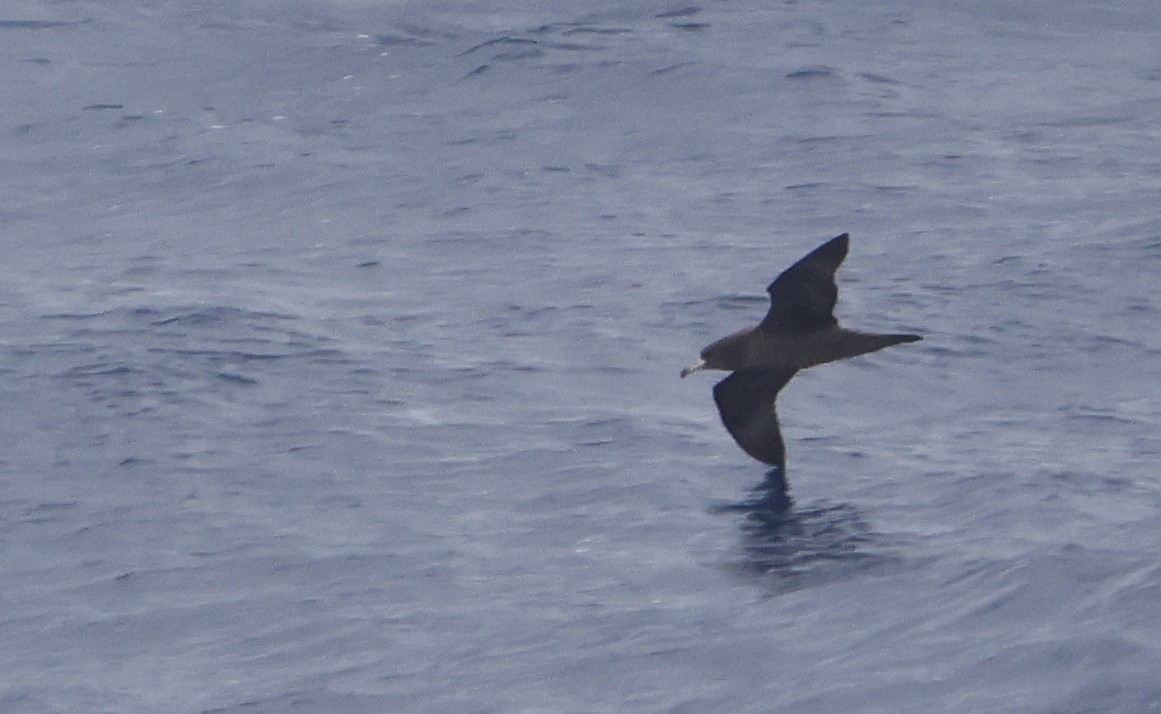 Flesh-footed Shearwater - ML615087305