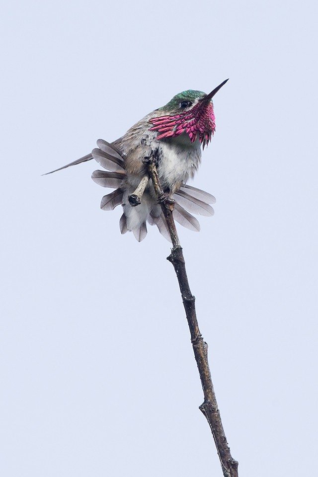 Calliope Hummingbird - ML61508741