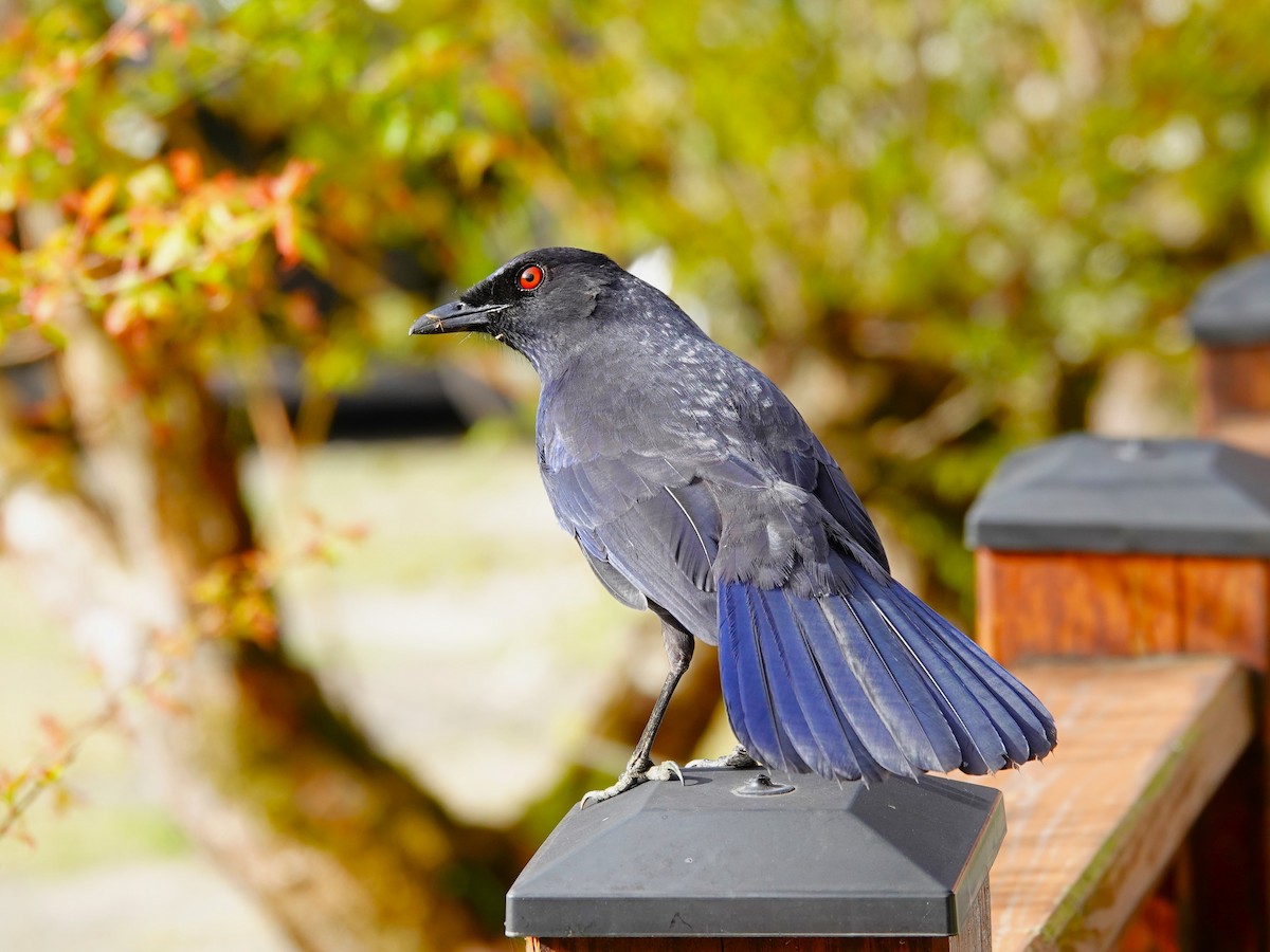 Тайваньская синяя птица - ML615087792