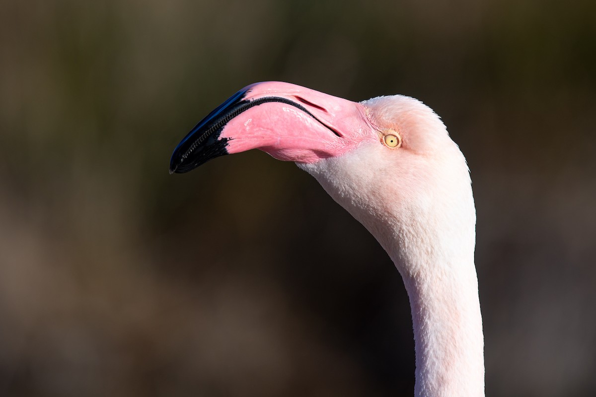 Greater Flamingo - ML615087796