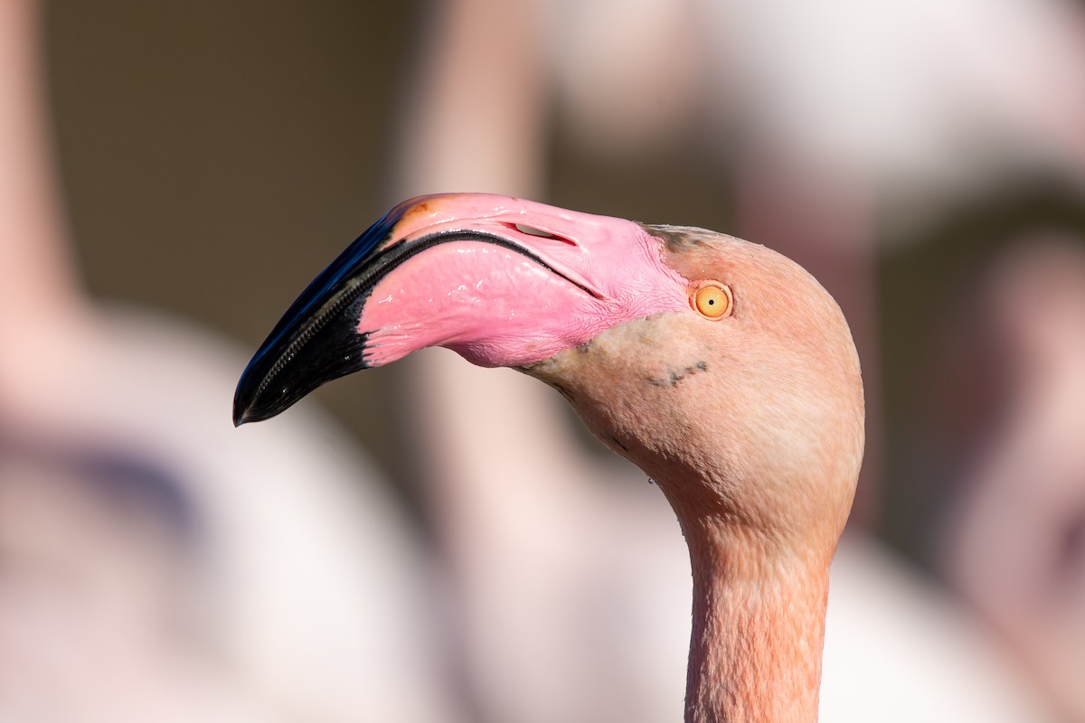 Greater Flamingo - ML615087798