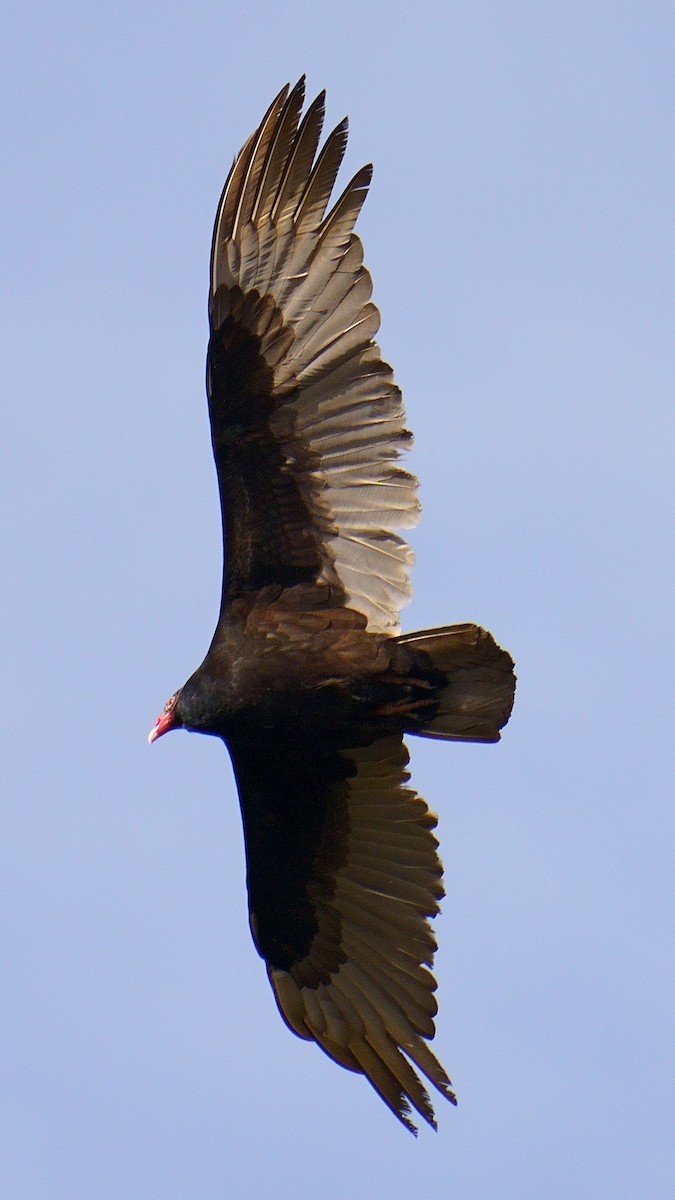 Turkey Vulture - Chris Payton