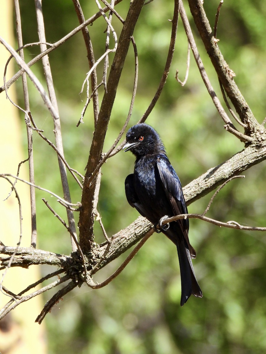 Fork-tailed Drongo - ML615087811