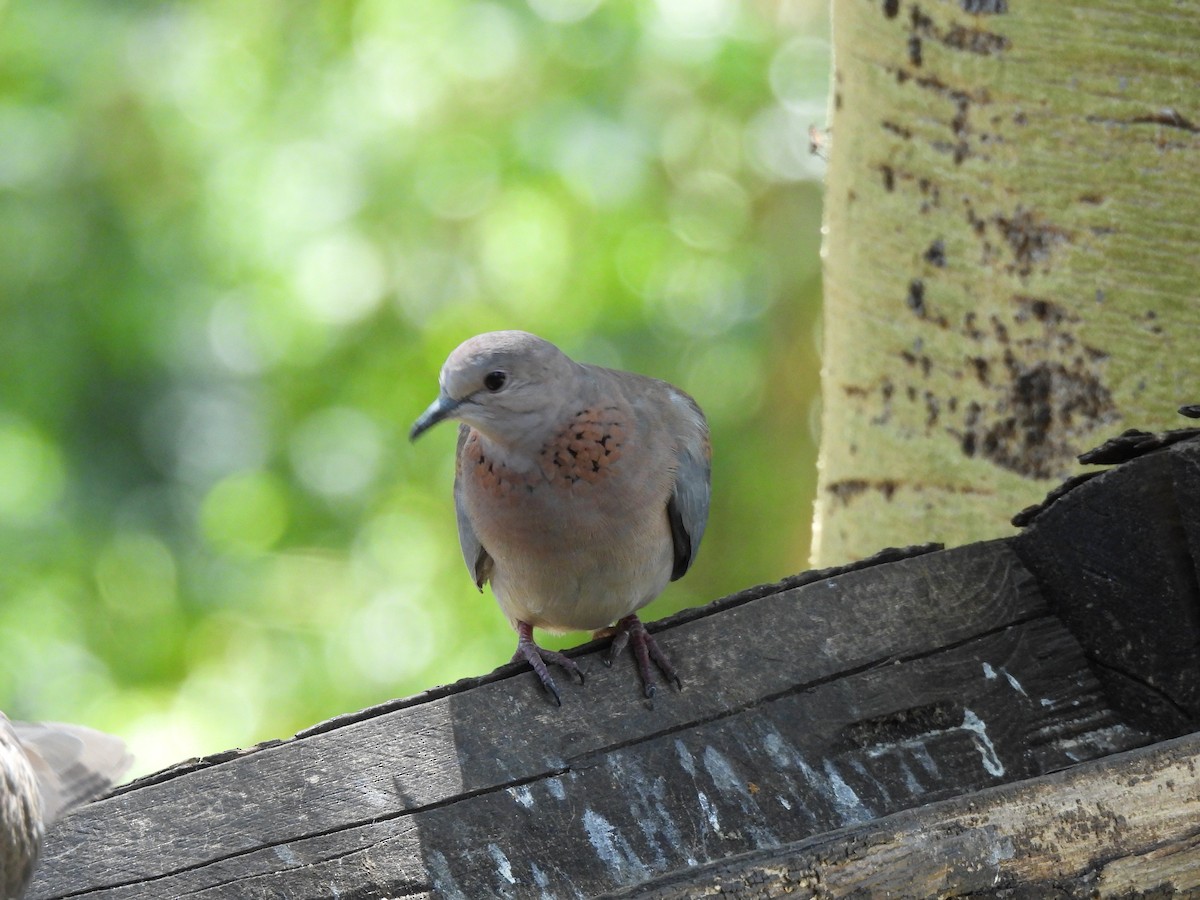 Laughing Dove - ML615087814