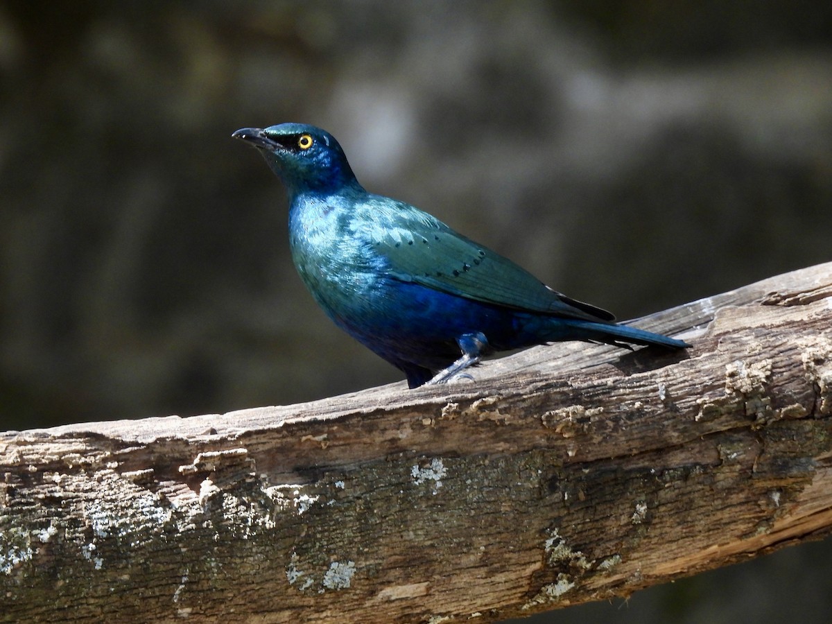 Greater Blue-eared Starling - ML615087819