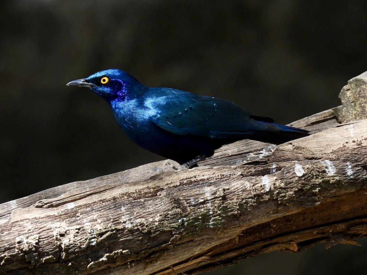 Greater Blue-eared Starling - ML615087820