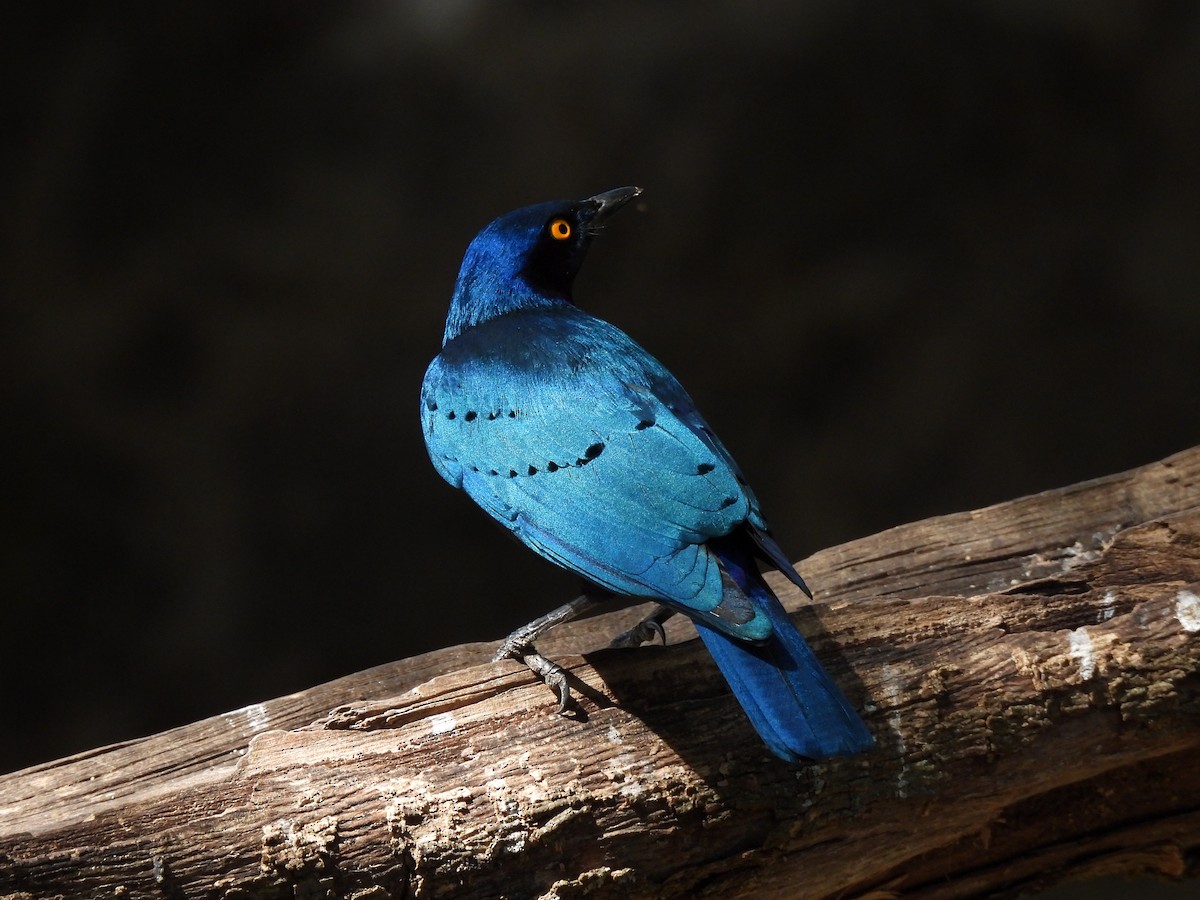 Greater Blue-eared Starling - ML615087821