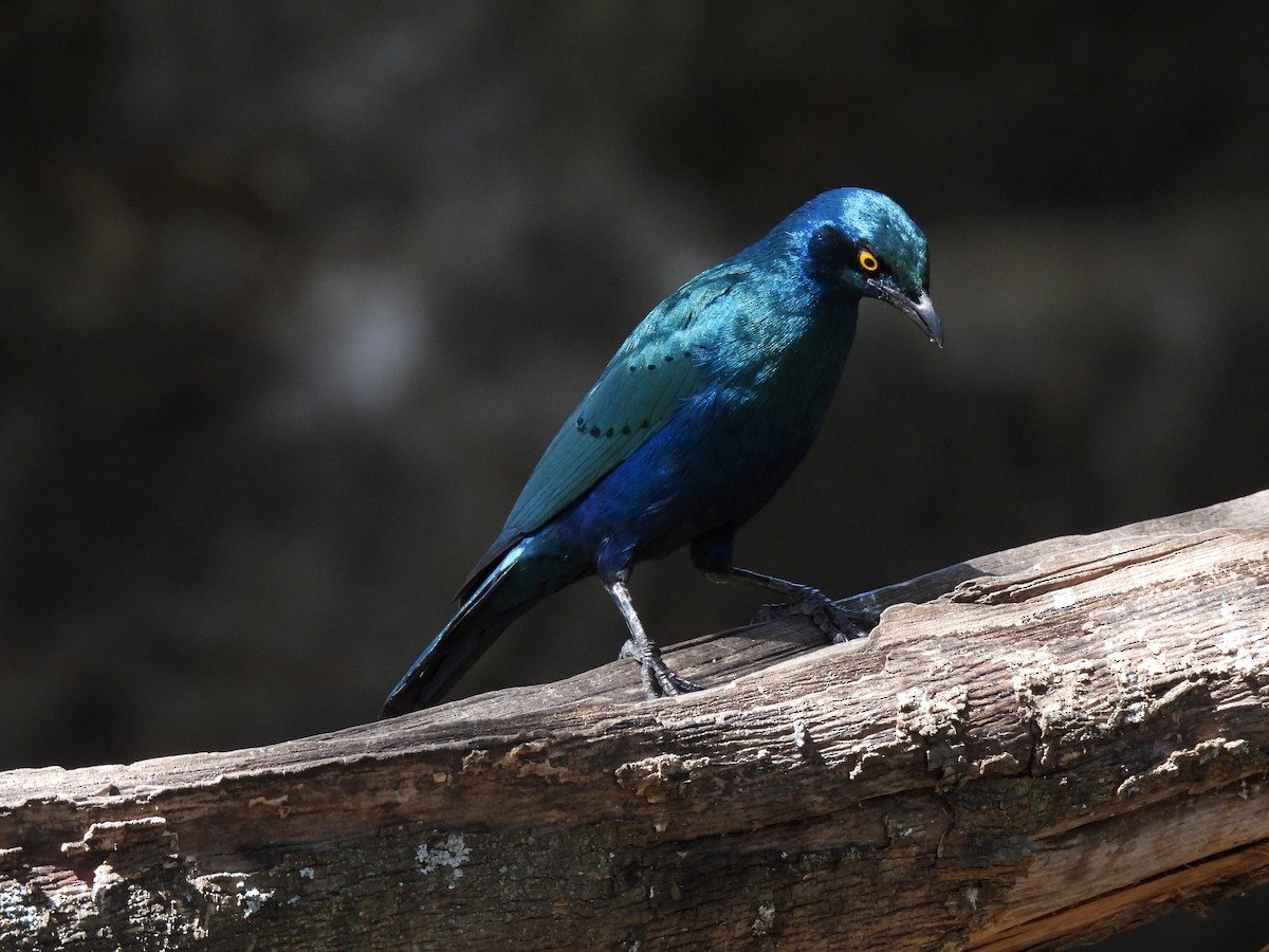 Greater Blue-eared Starling - ML615087822