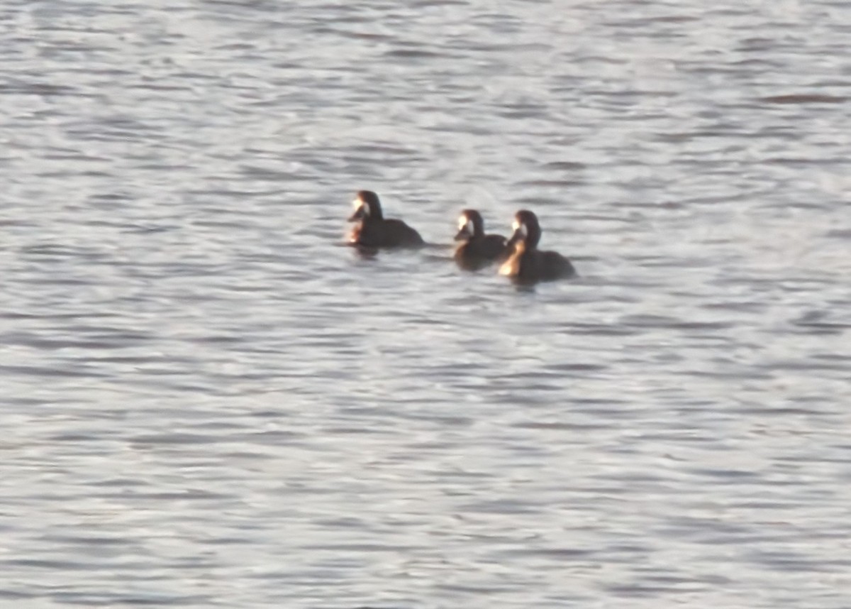 Greater Scaup - ML615087833