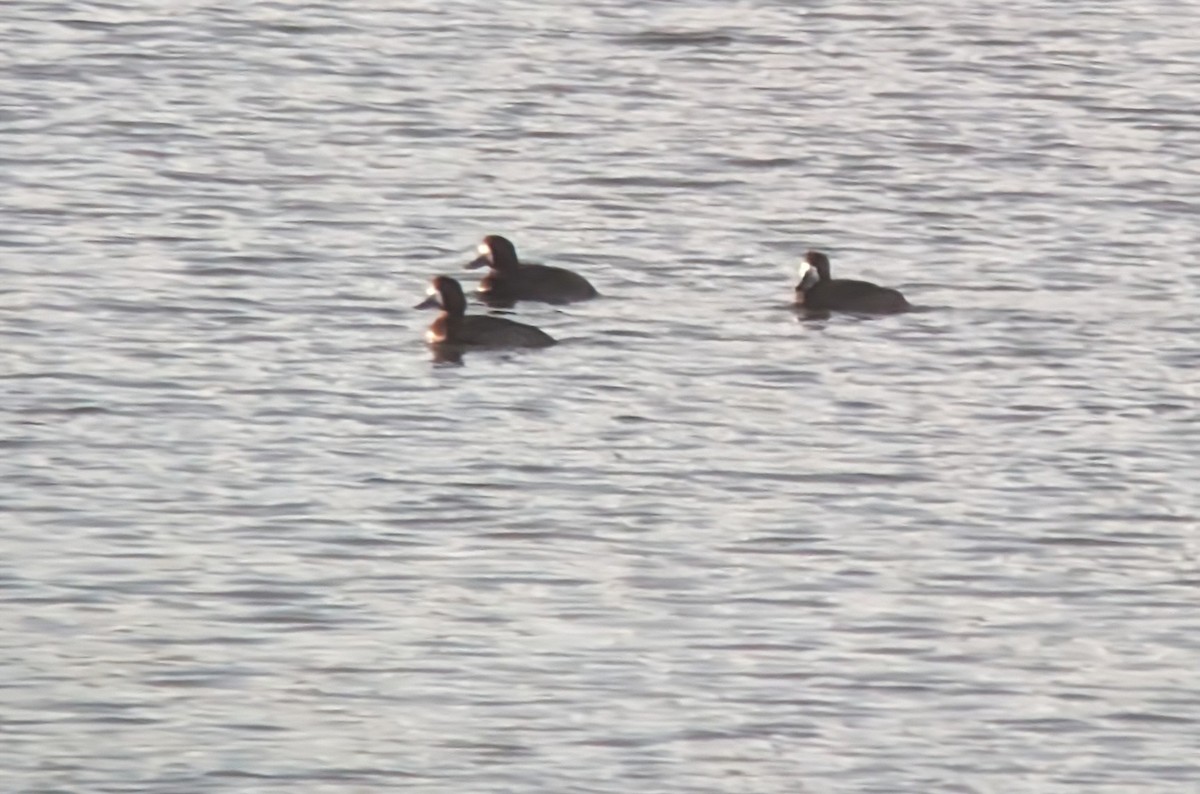 Greater Scaup - ML615087834