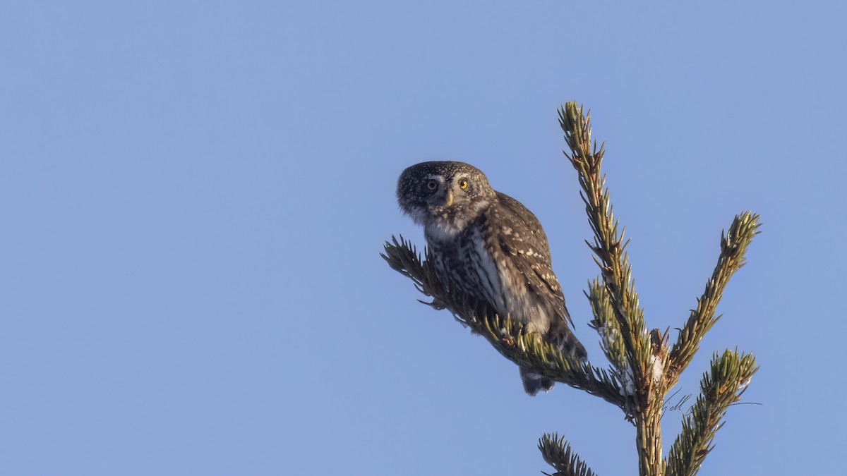 Eurasian Pygmy-Owl - ML615087837