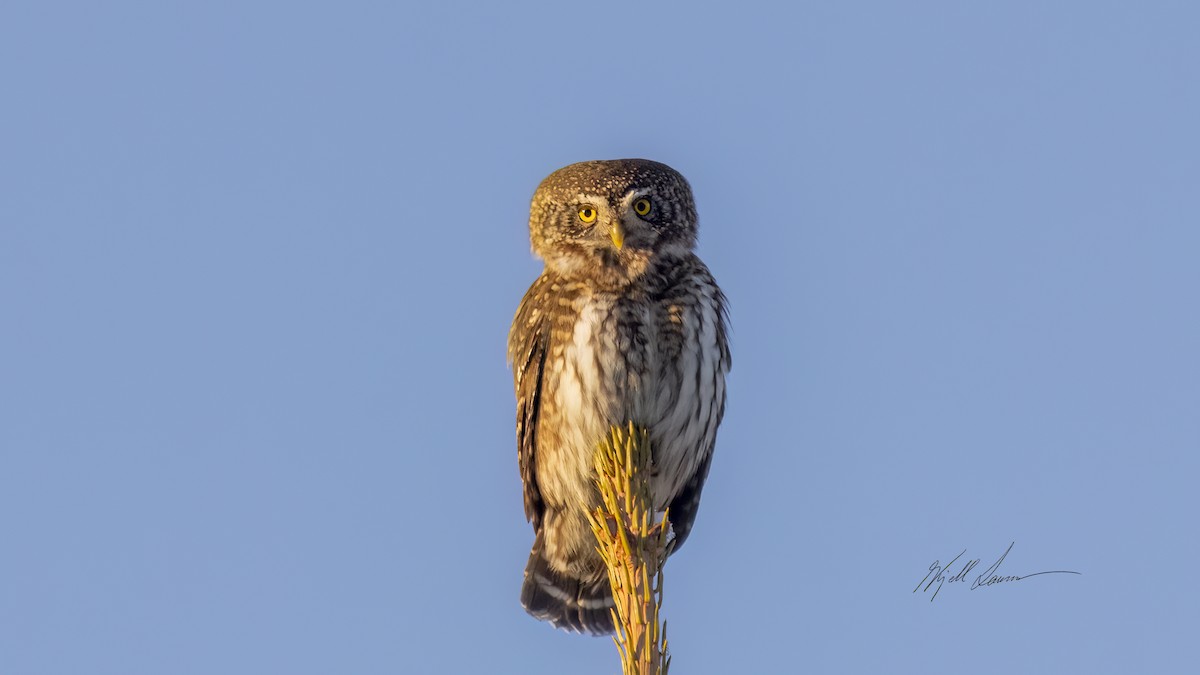 Eurasian Pygmy-Owl - ML615087838