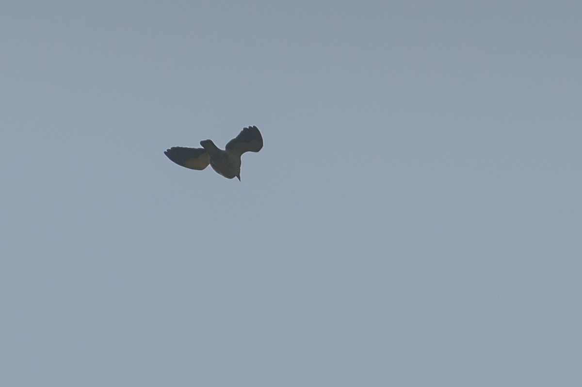 holub černobílý - ML615087912