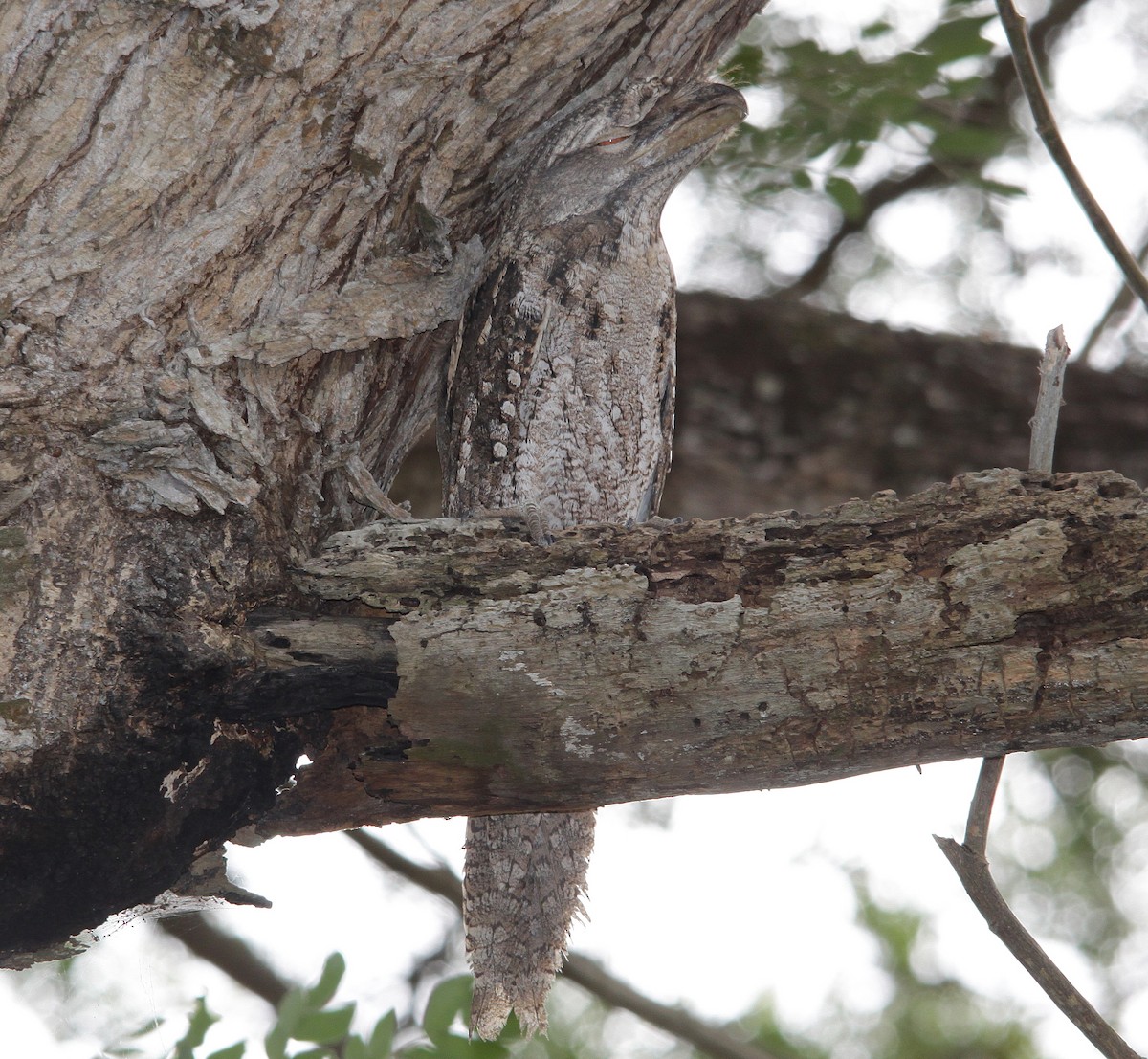 Papuan Frogmouth - ML615088095