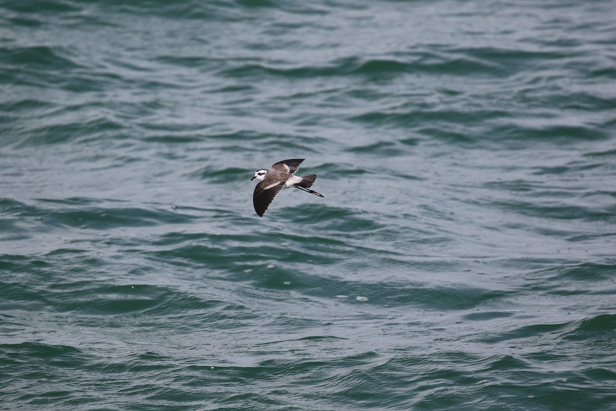 White-faced Storm-Petrel - ML615088123