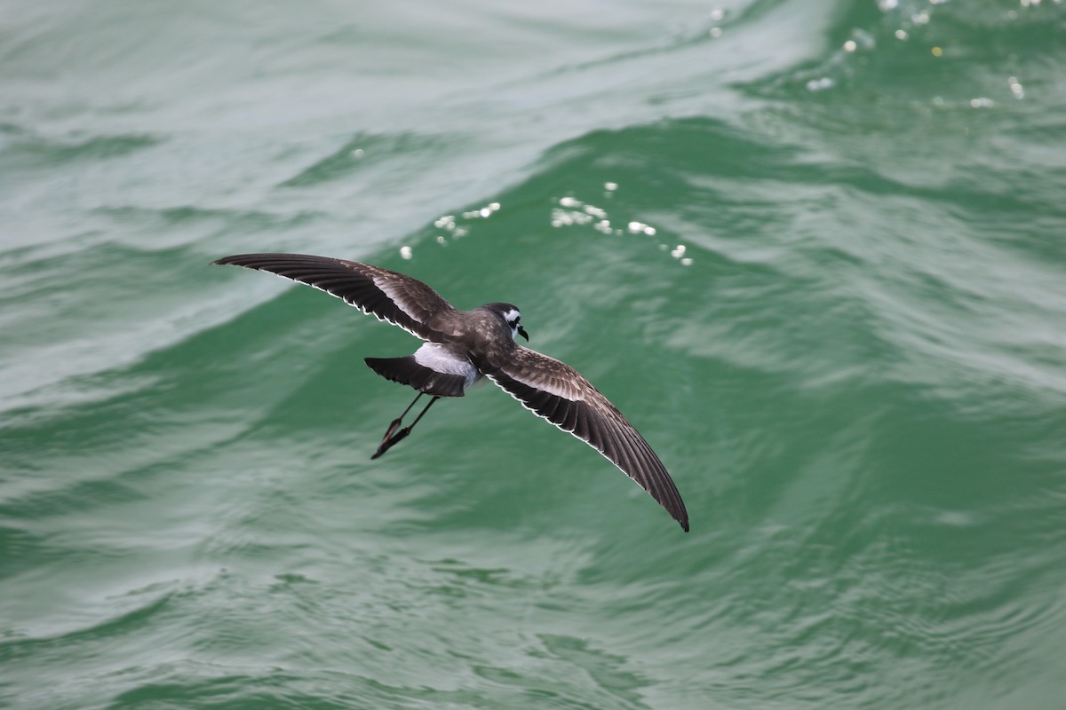 White-faced Storm-Petrel - ML615088124