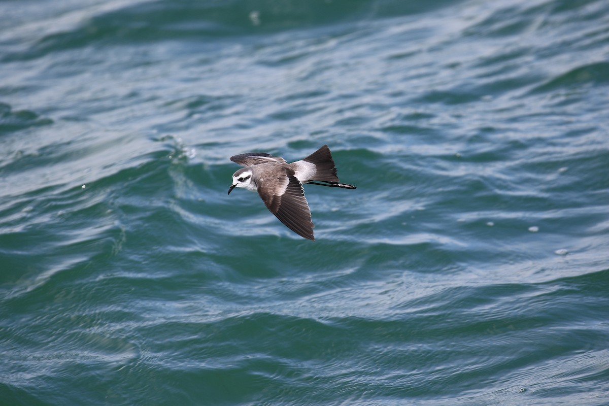 White-faced Storm-Petrel - ML615088125