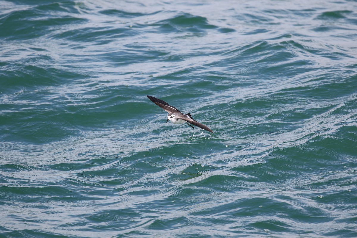 White-faced Storm-Petrel - ML615088127
