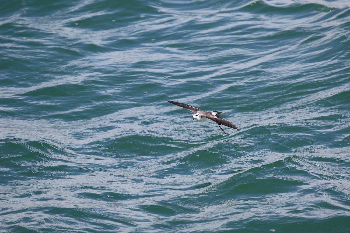 White-faced Storm-Petrel - ML615088128